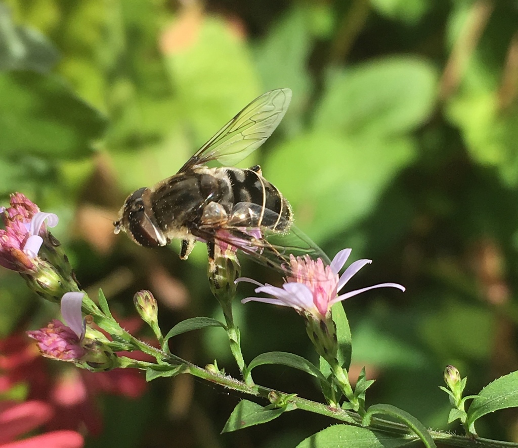 White-striped black fly - Eristalis dimidiata 