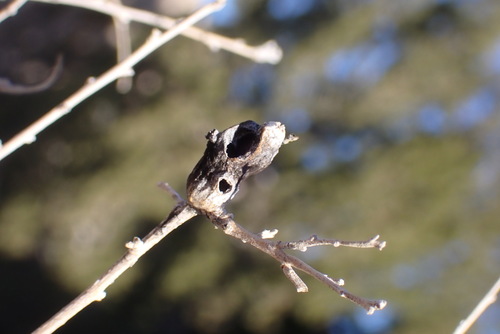 Unknown species found near Socorro County, NM, USA
