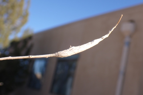 Unknown species found near Socorro County, NM, USA