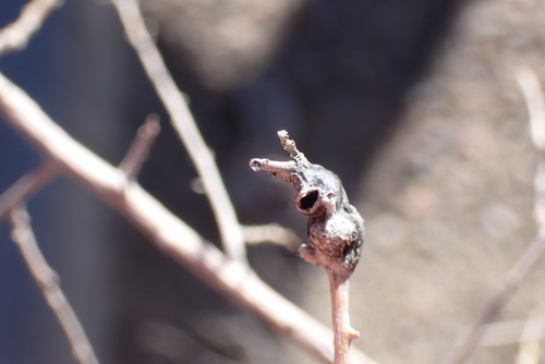 Unknown species found near Socorro County, NM, USA