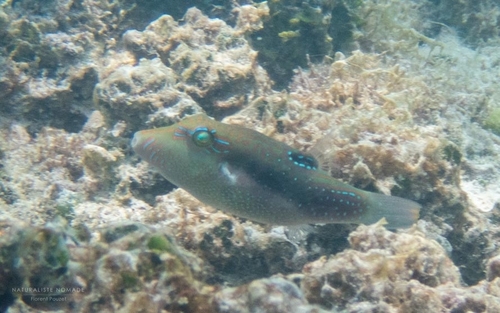 Whitebelly Toby — seen at this dive site