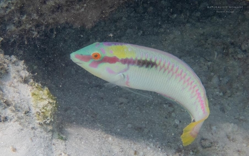 Zigzag Wrasse — seen at this dive site