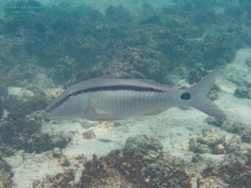 Dot-and-dash Goatfish — seen at this dive site