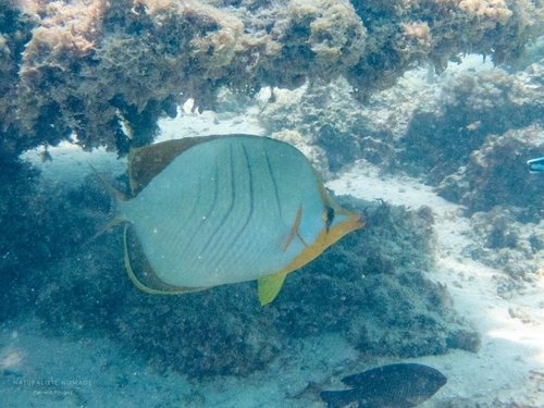 Yellowhead Butterflyfish — seen at this dive site