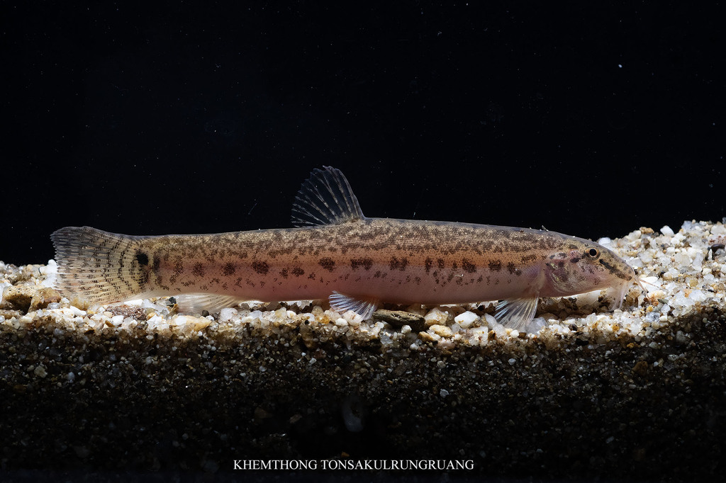 Burmese loach (Lepidocephalichthys berdmorei) — Cobitidae