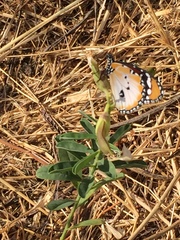 Danaus chrysippus alcippus