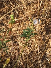 Danaus chrysippus alcippus