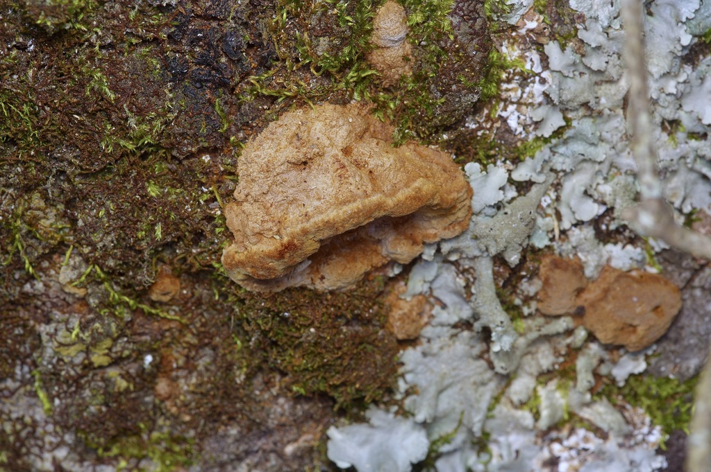 Fuscoporia gilva · February 2026 · photo: © pufferchung (iNaturalist, cc-by)