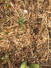 Danaus chrysippus alcippus