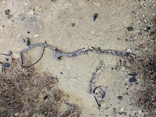 Large Whip Snake