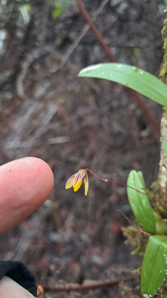 Bulbophyllum tenuifolium (Blume) Lindl.