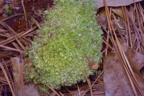 white moss (Leucobryum albidum)