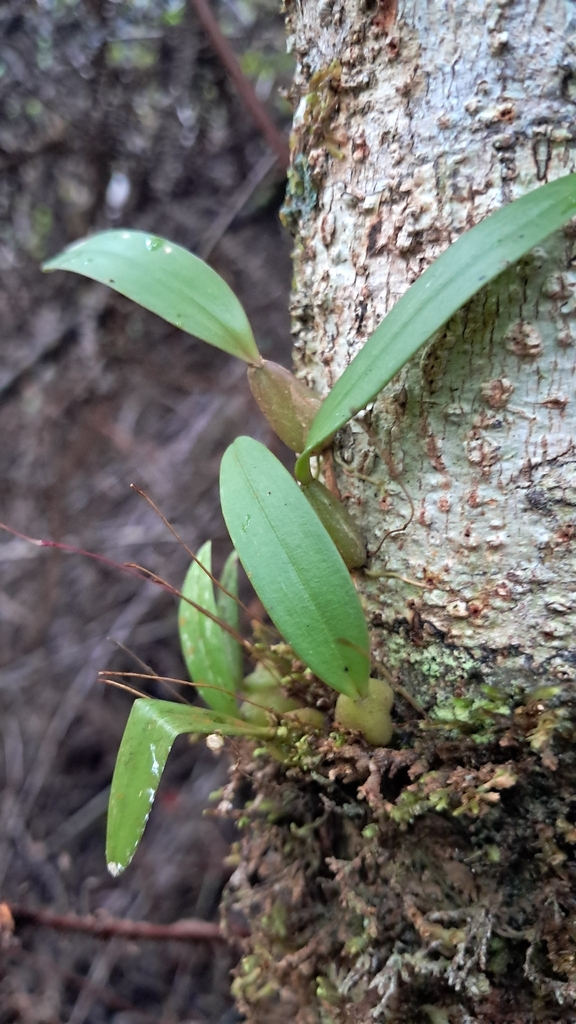 Bulbophyllum tenuifolium (Blume) Lindl. 2