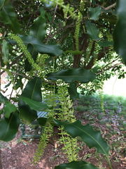 Macadamia tetraphylla