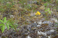 Hieracium putoranicum