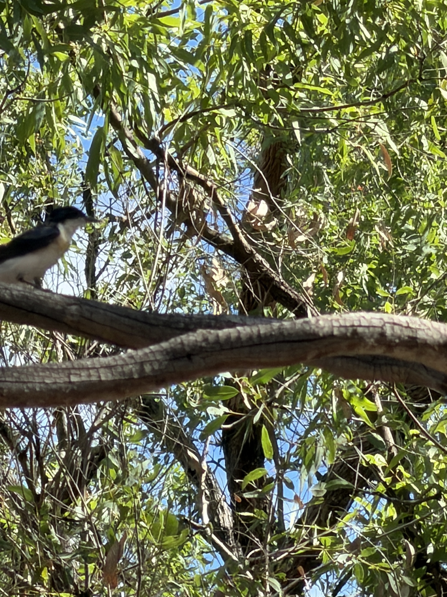 Restless Flycatcher (Myiagra inquieta), photo 2