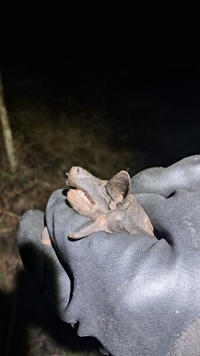 Cheiromeles parvidens