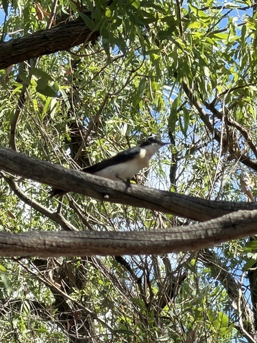 Restless Flycatcher (Myiagra inquieta), photo 7