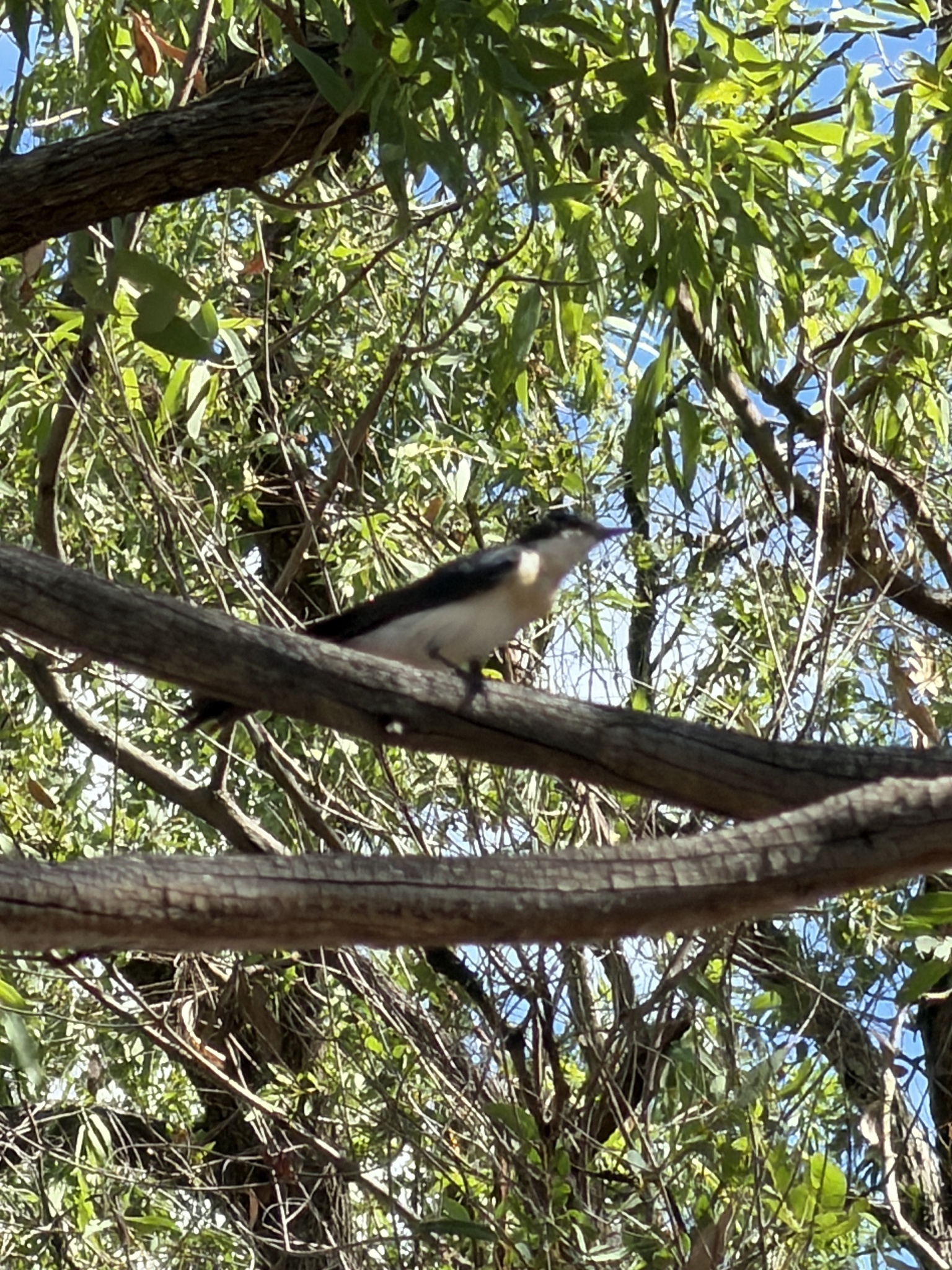 Restless Flycatcher (Myiagra inquieta), photo 3