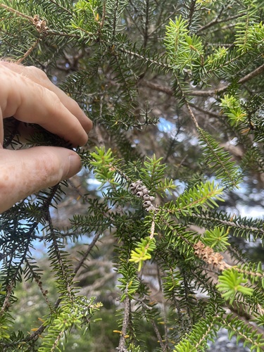 Melaleuca howeana observed 2026-02-16