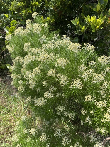 Cassinia tenuifolia observed 2026-02-16