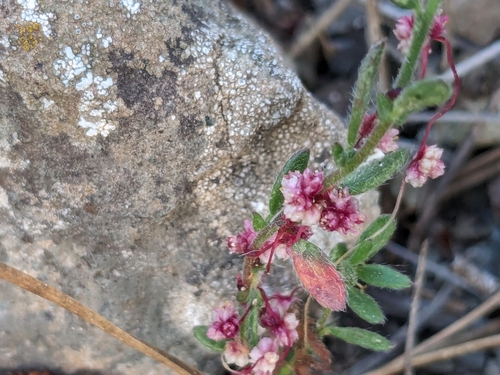 Palestinian Dodder (Cuscuta palaestina)