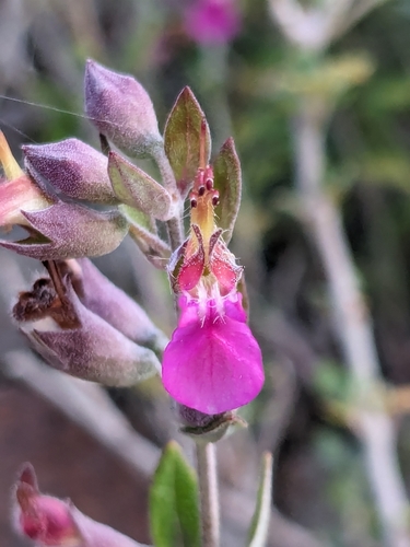 Spreading Germander (Teucrium divaricatum)
