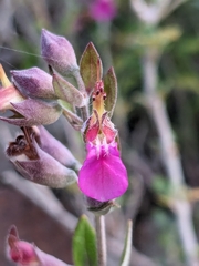 Teucrium divaricatum, photograph (c) Marios Thoma, some rights reserved (CC BY)