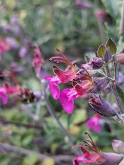 Teucrium divaricatum, photograph (c) Marios Thoma, some rights reserved (CC BY)