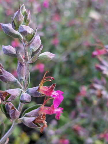Teucrium divaricatum, photograph 4