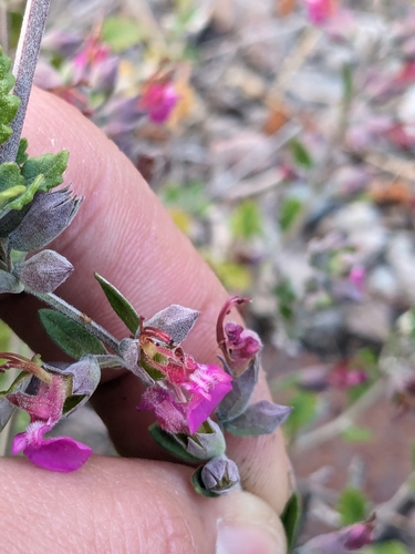 Teucrium divaricatum, photograph 6