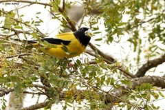 Coccothraustes abeillei