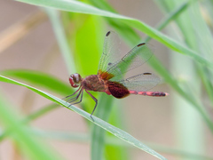 Erythrodiplax fervida