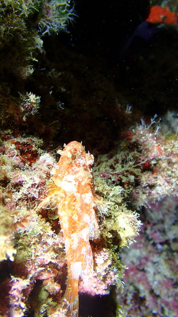 Decoy Scorpionfish