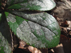 Erysiphe hellebori