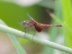 Erythrodiplax fervida