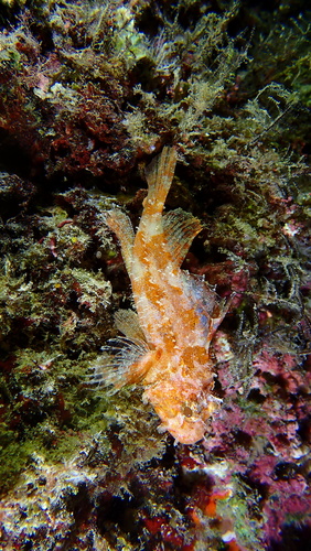 Iracundus signifer, 2026-02-15