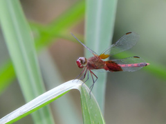 Erythrodiplax fervida