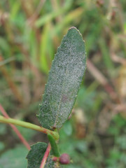 Podosphaera euphorbiae