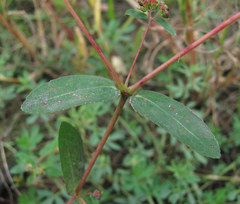 Podosphaera euphorbiae