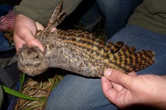 Caprimulgus vexillarius