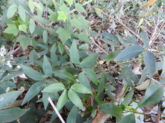 Pithecellobium insigne