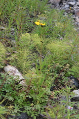 Hieracium putoranicum