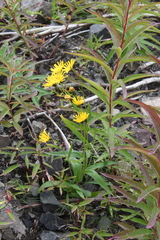 Hieracium putoranicum
