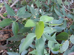 Pithecellobium insigne