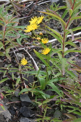 Hieracium putoranicum