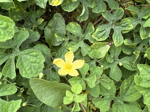 Momordica charantia charantia