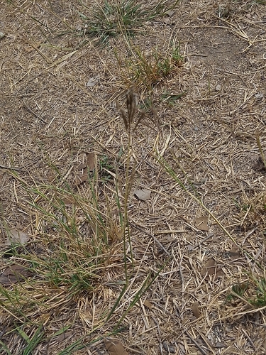 Finger Grass