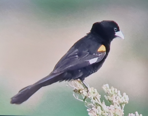 White-winged Widowbird (Euplectes albonotatus)
