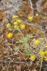 Lomatium ambiguum